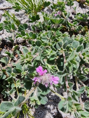 Indigofera glomerata