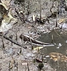 Periophthalmodon schlosseri