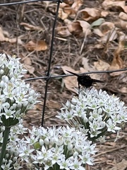 Paradejeania rutilioides
