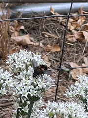 Paradejeania rutilioides