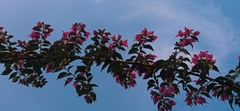 Bougainvillea glabra
