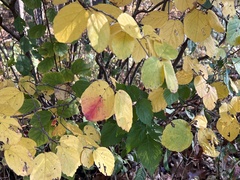 Fothergilla gardenii