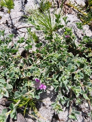 Indigofera glomerata