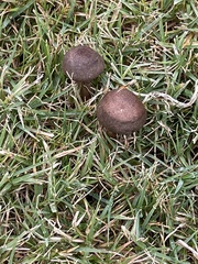 Panaeolus