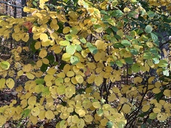 Fothergilla gardenii