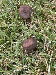 Panaeolus