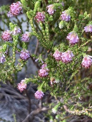 Erica similis