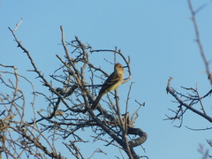 Myiophobus fasciatus
