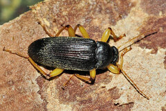 Androchirus erythropus
