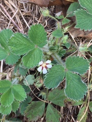 Potentilla micrantha