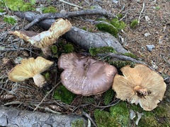 Tricholoma fulvum image