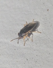 Geocoris uliginosus