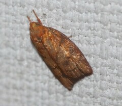 Pycnozancla