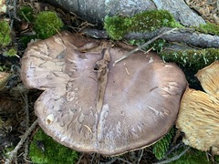 Tricholoma fulvum image