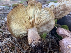 Tricholoma fulvum image