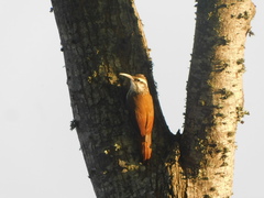 Lepidocolaptes angustirostris