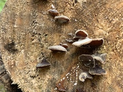 Auricularia cornea