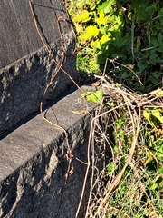 Podarcis siculus campestris