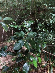 Rhamnus prinoides