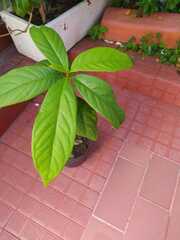 Persea americana