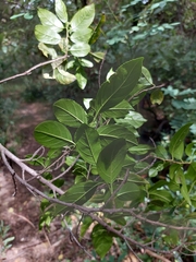 Rhamnus prinoides