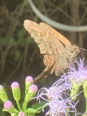 Eudamini