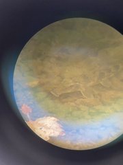 Hypentelium nigricans