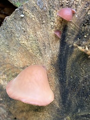 Auricularia fuscosuccinea