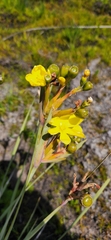 Bobartia gladiata