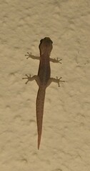 Afrogecko porphyreus