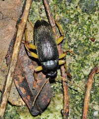 Androchirus erythropus