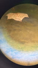 Hypentelium nigricans