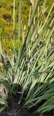 Bobartia gladiata