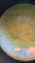 Hypentelium nigricans