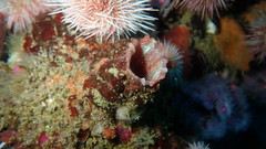 Pyura stolonifera