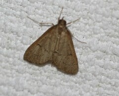 Herpetogramma licarsisalis