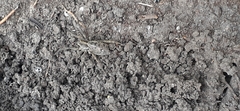 Lycosinae
