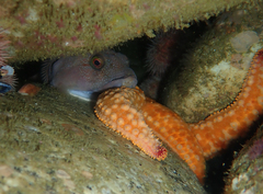 Chorisochismus dentex