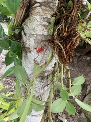 Anthurium gracile