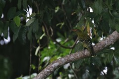 Oriolus flavocinctus