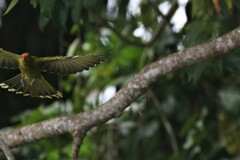 Oriolus flavocinctus