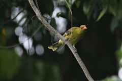 Oriolus flavocinctus