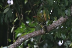 Oriolus flavocinctus