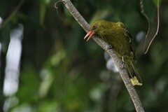 Oriolus flavocinctus