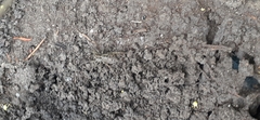 Lycosinae