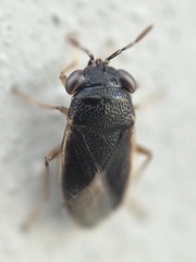 Geocoris uliginosus