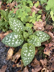 Pulmonaria