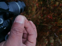 Polytrichum strictum