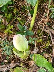 Helleborus niger