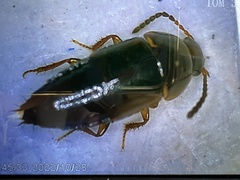 Tachinus